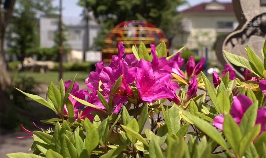 SSIS-175 | Aka Asuka